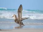 Southern giant petrel on Saunders Island. South America, Falkland Islands. Art Print